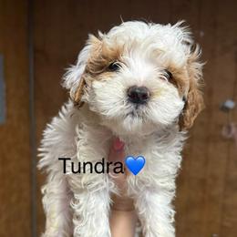 Tundra - White male Cavapoo puppy in Greensburg, Kentucky from Doodle Me Crazy