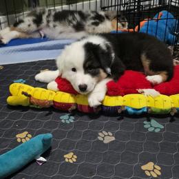 Australian Shepherd Puppies from Beacon Hill Aussies