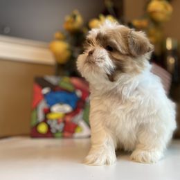 Boy 3 Little Lion - Gold and white Shih Tzu puppy in Troy, Michigan from "Shihtzu Best Friend"