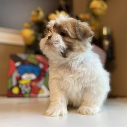 Boy 3 Little Lion - Gold and white Shih Tzu puppy in Troy, Michigan from "Shihtzu Best Friend"
