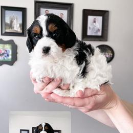 Cavapoo Puppies from Wonderful World Doodles