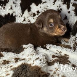 Merry - Red tri female Miniature Australian Shepherd puppy in Corpus Christi, Texas from Elite Miniature Australian Shepherds