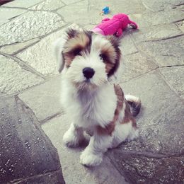 Tibetan Terrier Puppies from Zara Tibetan Terriers