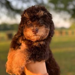 Rice Krispies - Phantom female Bernedoodle puppy in Rose Hill, North Carolina from Red Door Canines