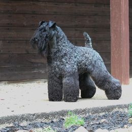 Kerry Blue Terrier All Grown Up from BlueAire