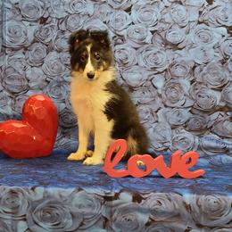 Shetland Sheepdog Puppies from Henotic Homestead's Shetland Sheepdogs