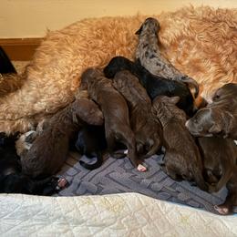 Boy 2 - Black male Goldendoodle puppy in Charlotte, North Carolina from Hopeful Heart Doodles