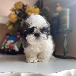 Boy 4 - male Shih Tzu puppy in Troy, Michigan from "Shihtzu Best Friend"