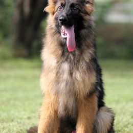 Pac Man - Sable German Shepherd puppy in Rockwall, Texas from Debut Shepherds