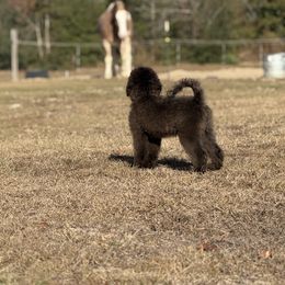 Bernedoodle, Sheepadoodle, and Whoodle Puppies from Wonderland’s Boujie Kennels