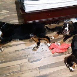 Bernese Mountain Dog Puppies from Bernese Mountain Railway