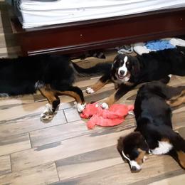 Bernese Mountain Dog Puppies from Bernese Mountain Railway