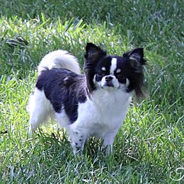 Tessa - Chihuahua