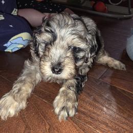 Pip - Merle male Goldendoodle puppy in Decatur, Tennessee from Diamond's Doodles
