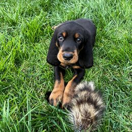 Black and Tan Coonhound Puppies from Toodaloo Coonhounds