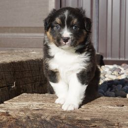 Australian Shepherd Puppies from Pole Canyon Australian Shepherds