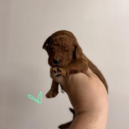 Rosie - Red  female Poodle puppy in Osyka, Mississippi from Southern Sunshine Standards