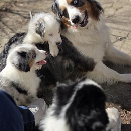 Australian Shepherd Puppies from Blue Barn Aussies ltd