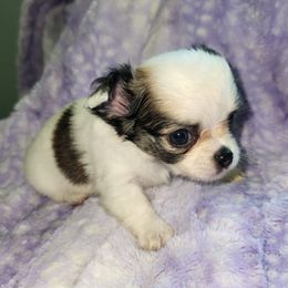 GEMMA - Sable spotted white female Chihuahua puppy in Attleboro, Massachusetts from Treasured Hearts Chihuahuas