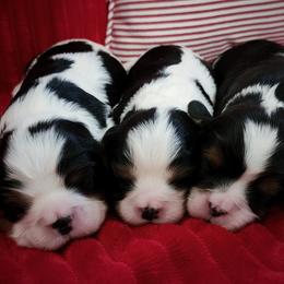 Cavalier King Charles Spaniel puppies from Nanny Bugs Pups