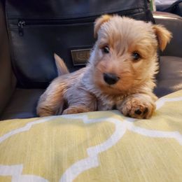 Scottish Terrier Puppies from Hyland Lake Scotties