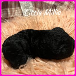 Girl 2 - Poodle puppy in Jackson, Kentucky from Ember’s Kennel of Poodles and Doodles