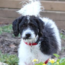 Oreo - Australian Labradoodle