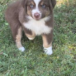 Screech - Red tri male Miniature Australian Shepherd puppy in Signal Mountain, Tennessee from D & D Miniature and Toy Australian Sheppards