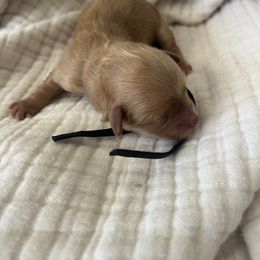 Black Collar - Red male Havapoo puppy in Powder Springs, Georgia from West Cobb Dogs