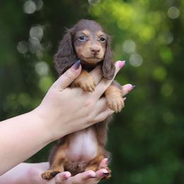 Dachshund Puppies from EntityDachs