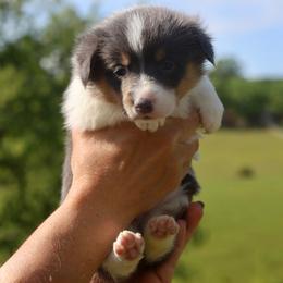 Girl 5 - Blue female Pembroke Welsh Corgi puppy in Ocala, Florida from Dolan Farms Corgis