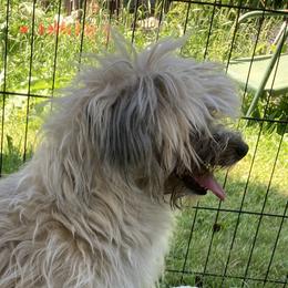 Swabie - Coton de Tulear
