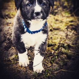 Anatolian Shepherd Dog and Australian Cattle Dog Puppies from 4D Cattle Dogs