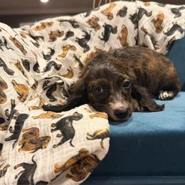 Talia - Brindle female Dachshund puppy in Hudson, Michigan from Mittentail Kennel Miniature Dachshunds & Australian Shepherds