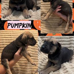 PUMPKIN - Fawn female Great Dane puppy in Wellsville, New York from Prophecy Danes