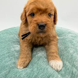 M M - Red  male Goldendoodle puppy in Sunman, Indiana from Brunsman Country Doodles LLC
