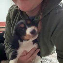English Springer Spaniel Puppies from Stormin Pine and Prairie Springers