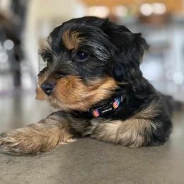 Assorted Doodle Crosses, Double Doodle, Maltipoo, Morkie, and Yorkipoo Puppies from Danza Bolo