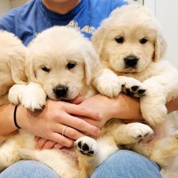 Golden Retriever puppies from Amberidge Golden Retrievers