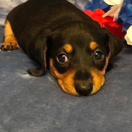 Dachshunds from Southern Belle Dachshunds by Brenda