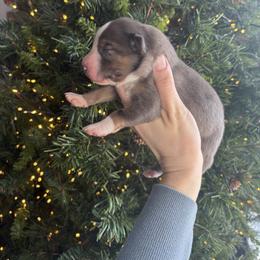 Bean - Blue merle male Border Collie puppy in Centerton, Arkansas from Chappell Breeding