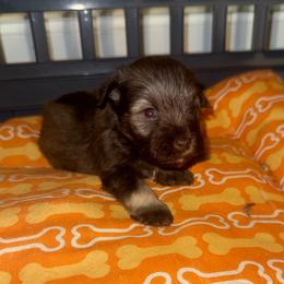 Woody - Liver male Miniature Schnauzer puppy in Salisbury, North Carolina from Truffle Tail Schnauzers