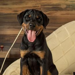 Bea - Black and mahogany female Rottweiler puppy in Oroville, California from Von Brennan kennels