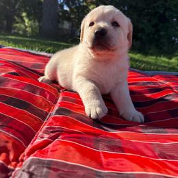 Chestnut- Red collar- second pick yellow male - Yellow male Labrador Retriever puppy in Isanti, Minnesota from Four Corners Family Labs
