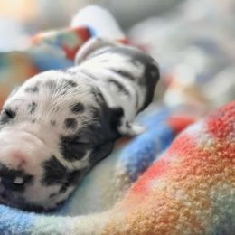 Pumpkin - Harlequin female Great Dane puppy in Rockford, Michigan from Apollo's Great Danes (AGD's)