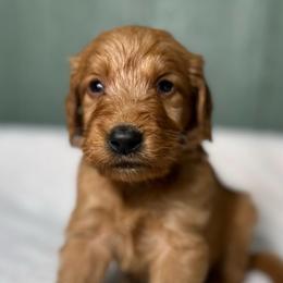 Chester - Red  male Goldendoodle puppy in Osage City, Kansas from Golden Ridge Goldens