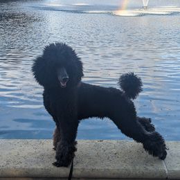 Picasso - Poodle