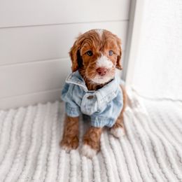 Granite - Red  male Goldendoodle puppy in Greencastle, Indiana from Willow & Co.