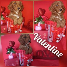 Valentine - Red  female Poodle puppy in Lancaster, California from Heavenly poodle and doodle
