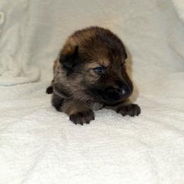 Luna - Sable female German Shepherd puppy in Ashland, Alabama from CzechDDR